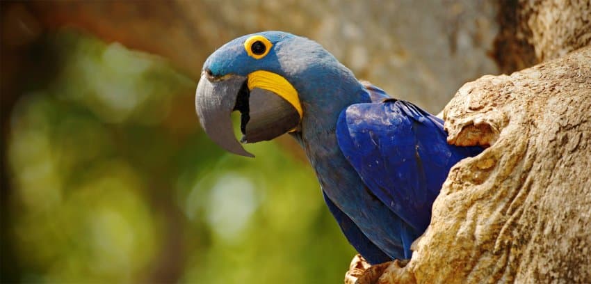 Parceria Ambiental: CBB entra na campanha Adote um Ninho, do Instituto Arara Azul